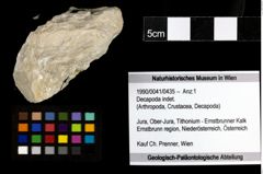 Foto (Objekt + Etiketten) von Decapoda indet. 